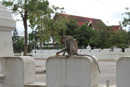 Freilebende Affen in Prachuap Khiri Khan Stadt