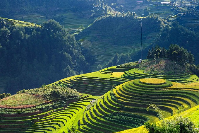 Plantagen in Vietnam